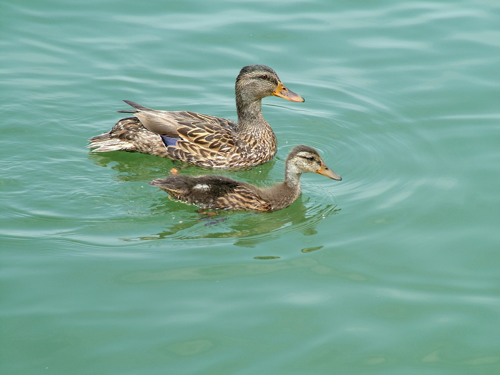 mum_and_baby_duck