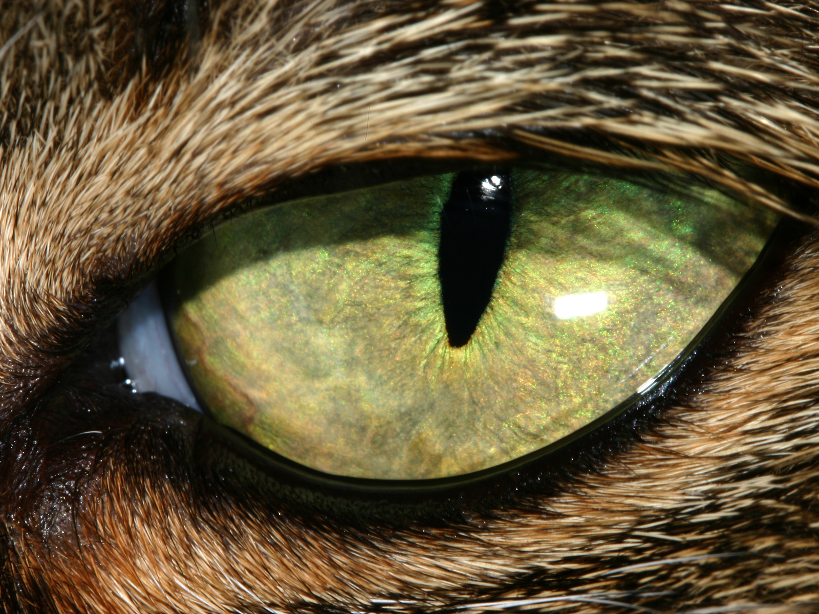 cats_eye