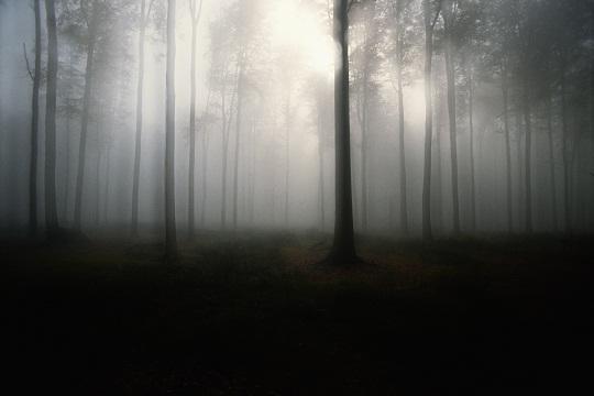 David_Le_Lossy_Digital_Vision_Thinkstock_mist_trees