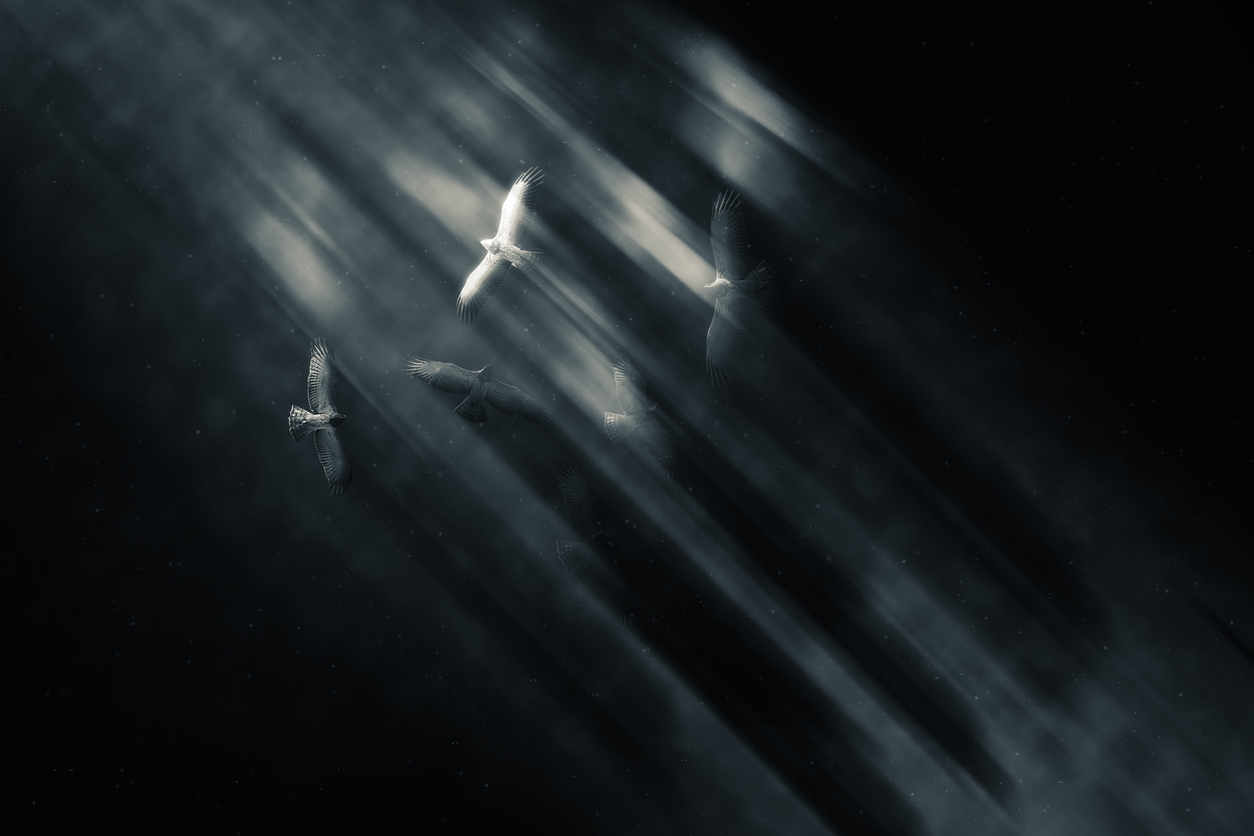 Illustration of doves flying against a grey backdrop