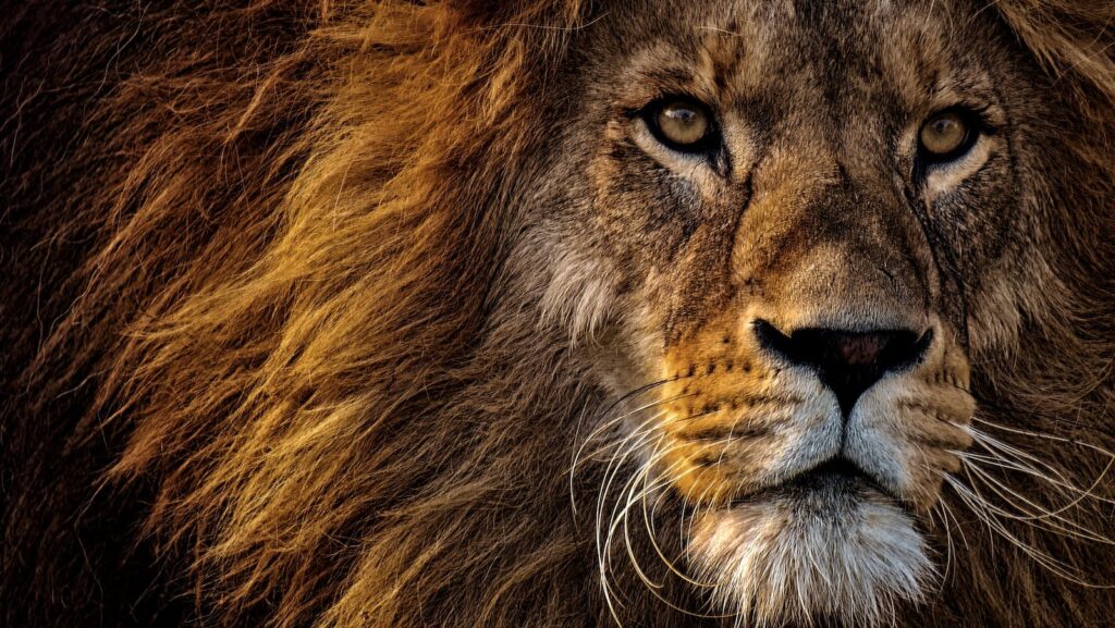 Close-up Photo of Lion's Head, resembling conquering fears as a leader