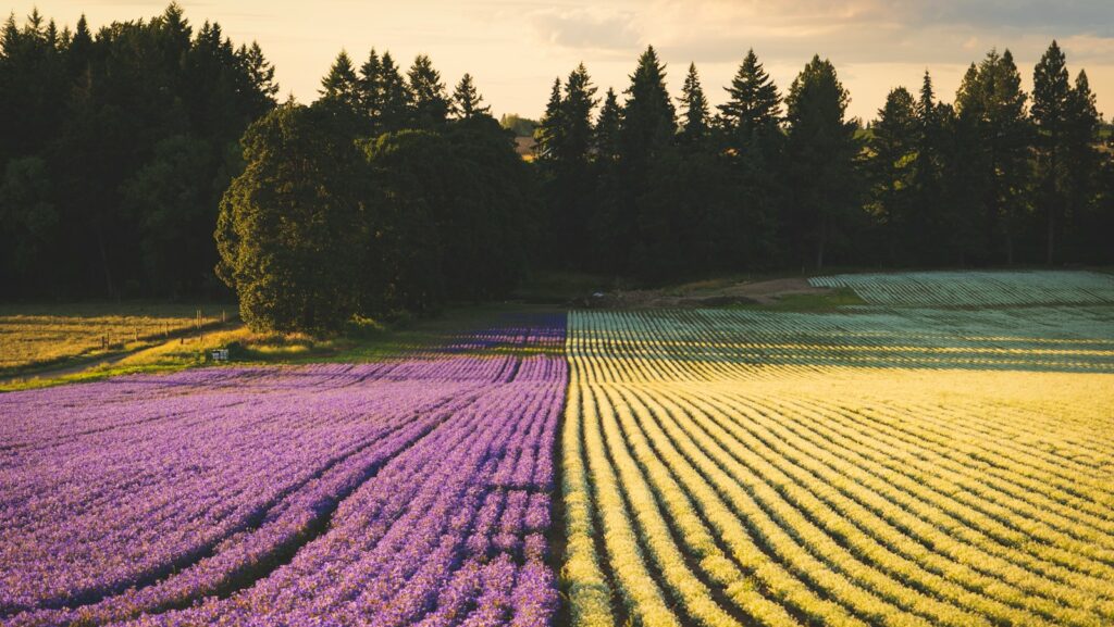 yellow and purple flower field