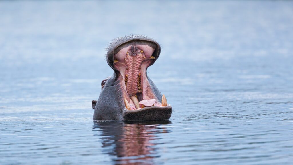 brown and black animal on water during daytime