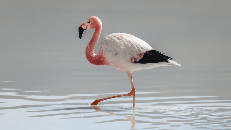 a flamingo walking across a body of water