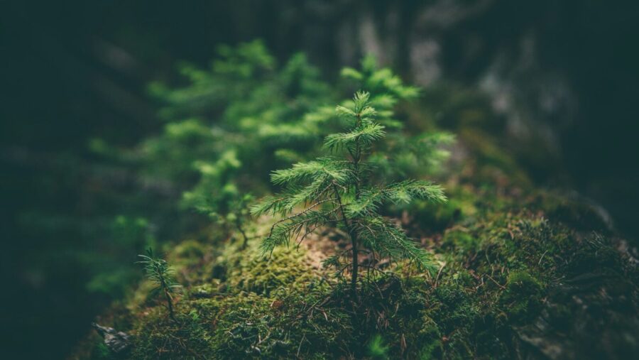 selective photography of green leaf plant, depicting skills growth