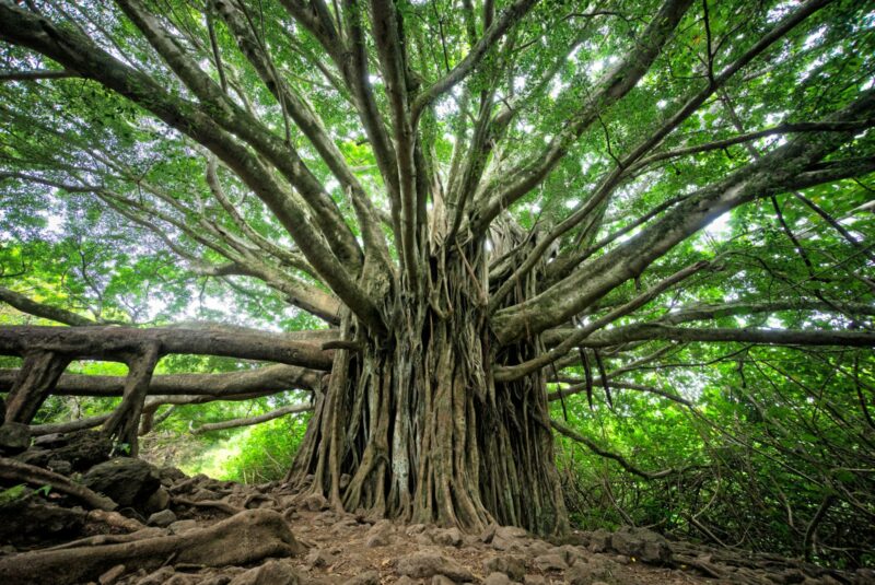macro shot of brown tree representing growth