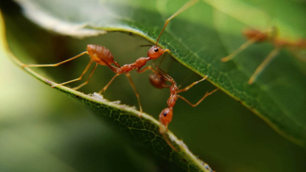 macro photography of red ants