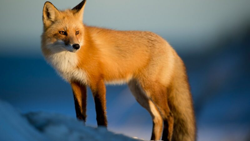 brown fox on snow field repsenting the issue of ethics and leadership