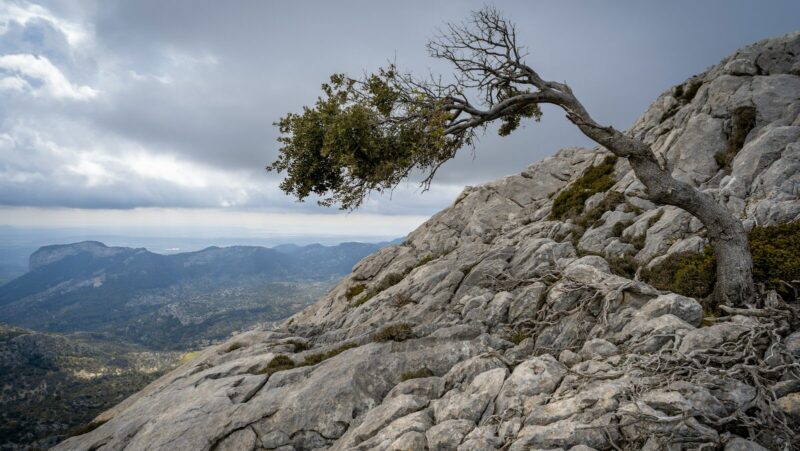 Resilience: a tree showing resilience growing in rock in mountain