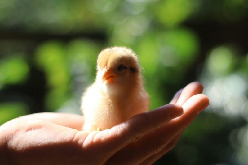 bokeh photography of chick on person's hand representing a safe and secure environment where learning is fostered