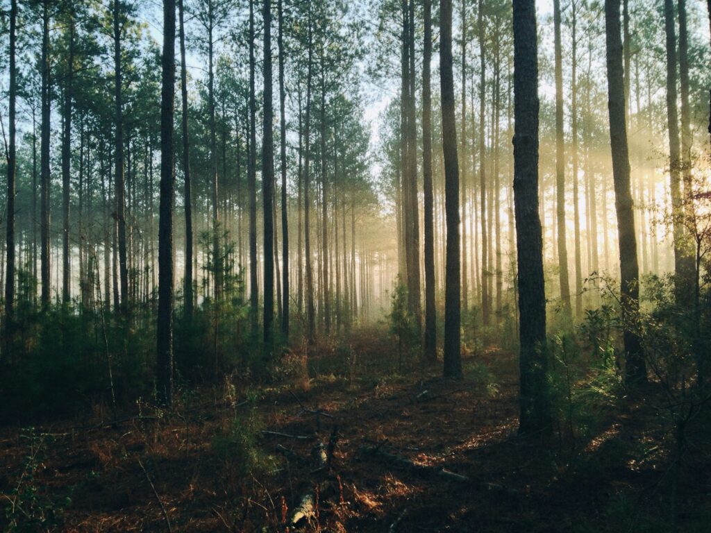 photography of tall trees at daytime representing strategic thinking