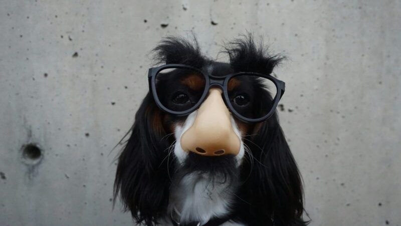 black and white dog with disguise eyeglasses: Danny Wilkinson, Co-founder of Traction Coaching explores why it’s time for line managers to stop looking elsewhere and to take a good look at themselves.