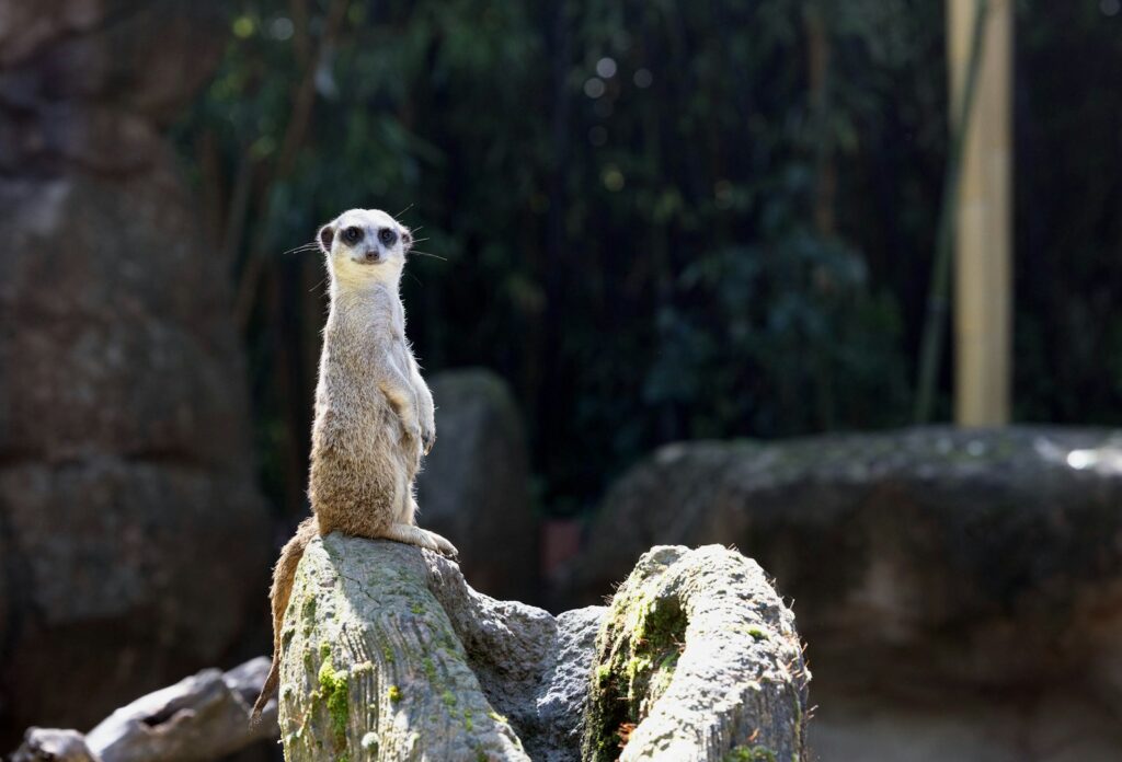 a meerkat sitting on a rock in a zoo, representing perfectionist and self-sabotage.
