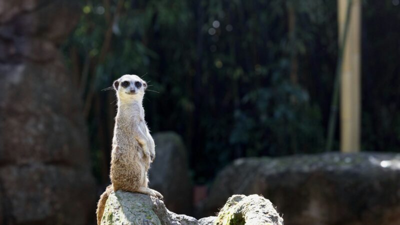a meerkat sitting on a rock in a zoo, representing perfectionist and self-sabotage.