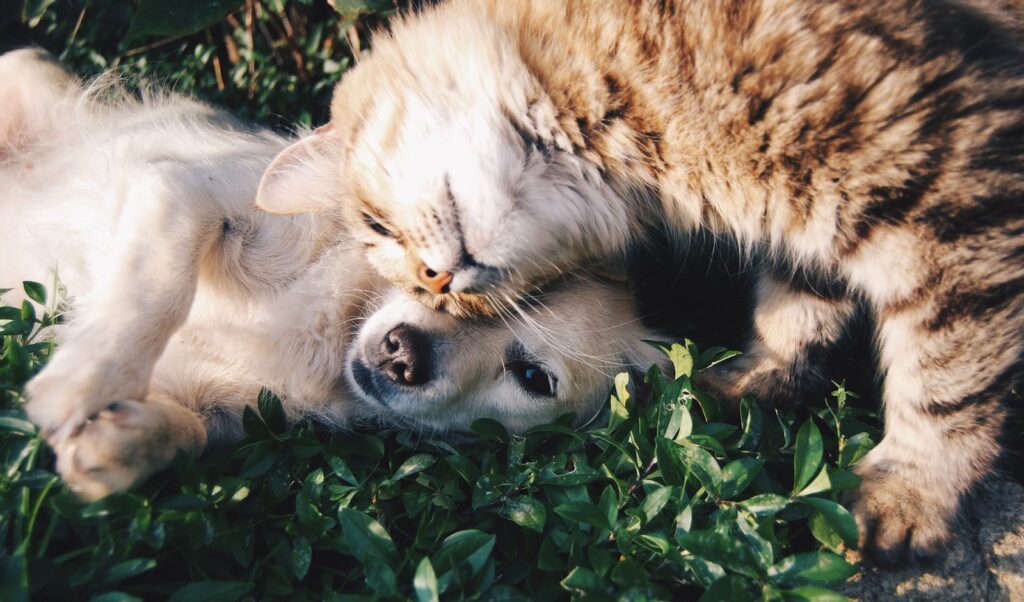 white dog and gray cat hugging each other on grass: Four steps to help your managers create a psychologically safe workplace 