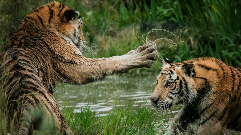 tigers fighting on swamp, L&D teams