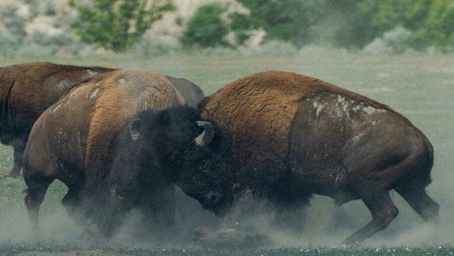 photo of fighting bison: conflict