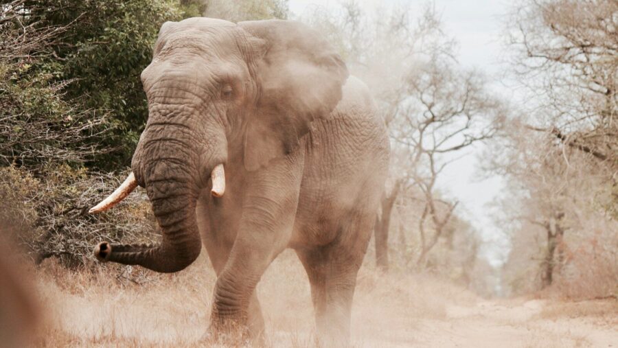 grey elephant near trees walking during daytime, individual learning needs