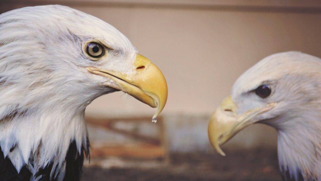 American Eagles during daytime