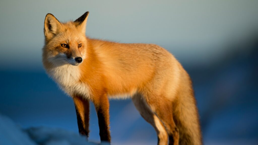 brown fox on snow field: leadership