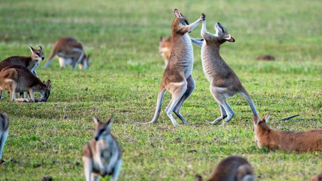 kangaroos on grass field: tensions and conflict