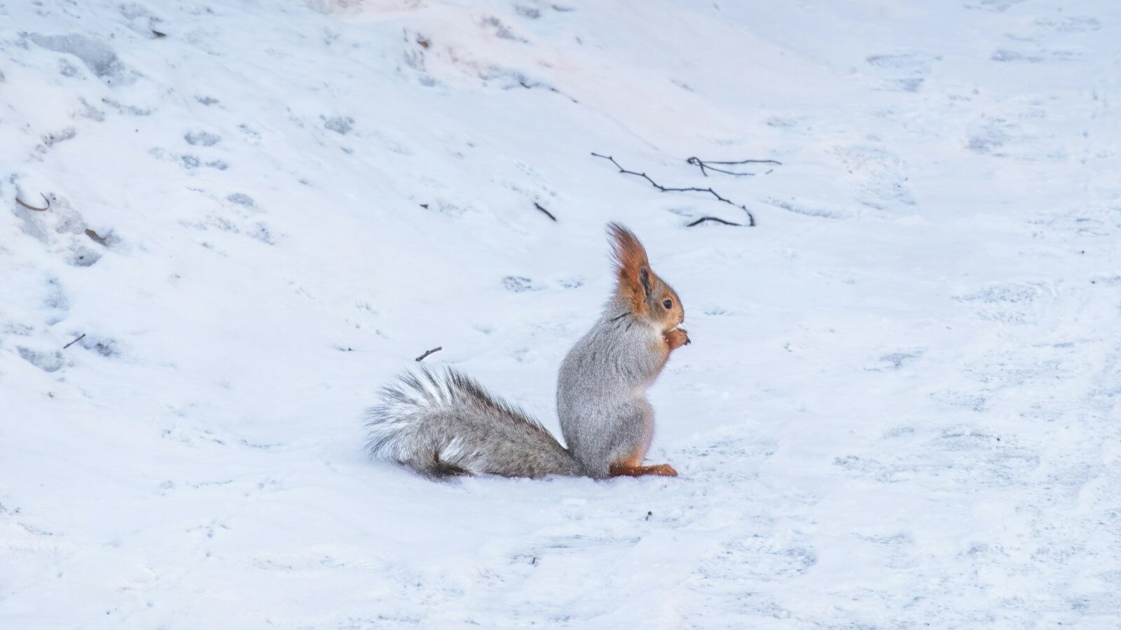 a squirrel is sitting in the snow and eating