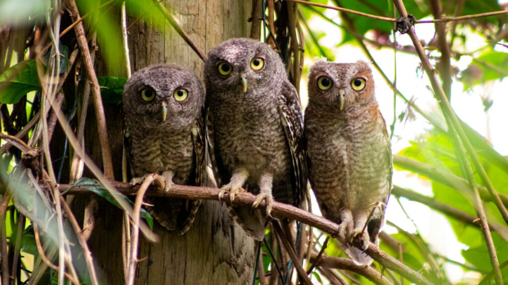 owl perched on tree branch, team performance