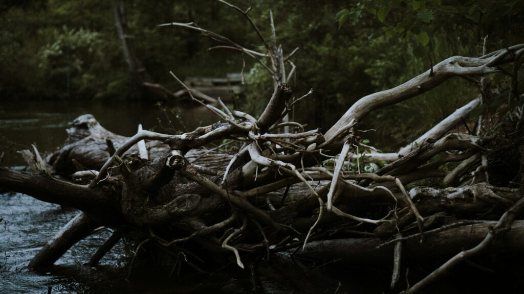 gray wood on body of water, wicked problems