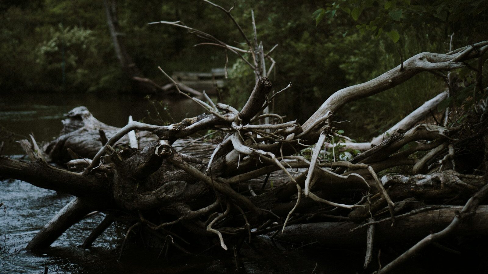 gray wood on body of water, wicked problems