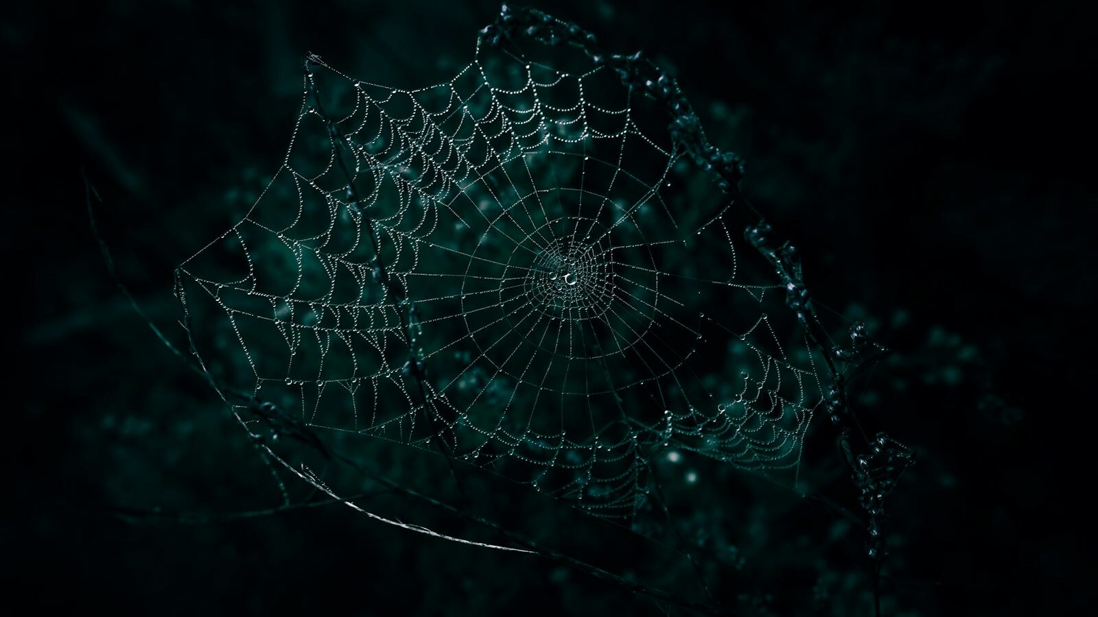 a spider web with dew drops on it