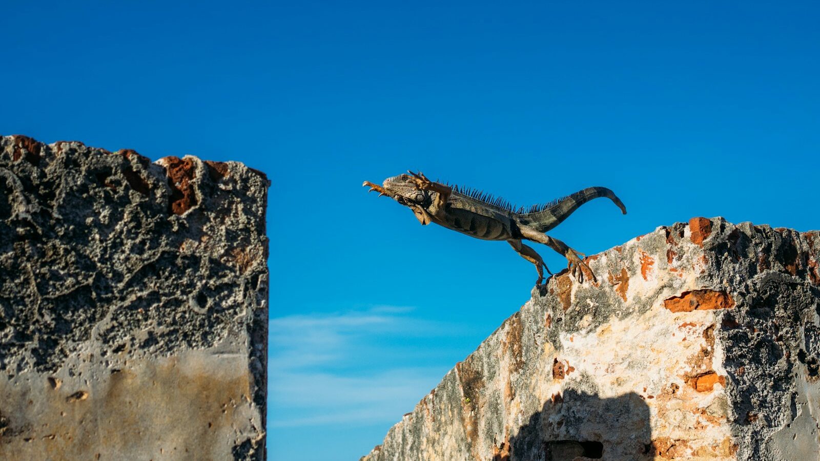 iguana about to jump on concrete wall, depicting the knowledge-doing gap, 2025 training trends