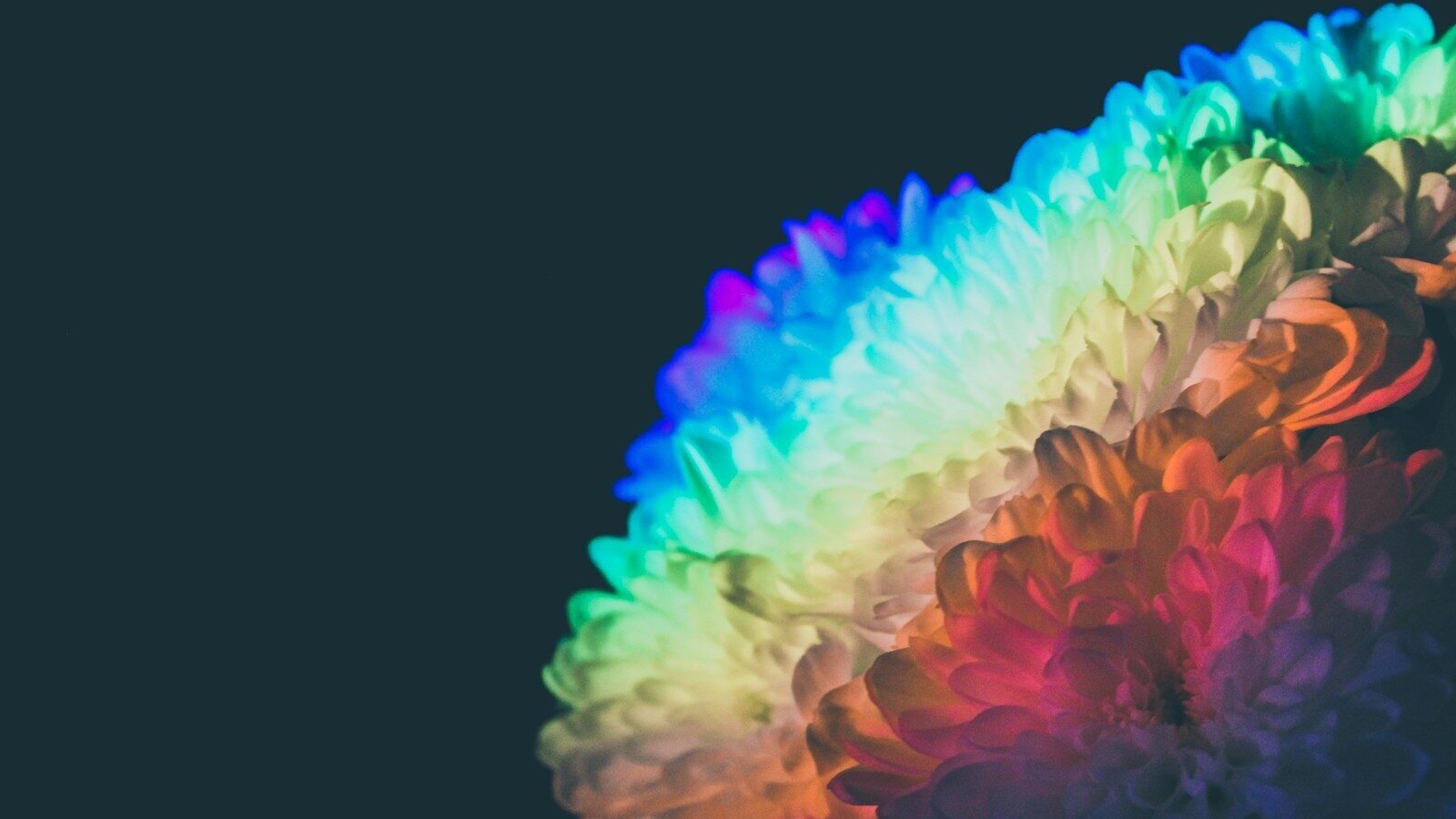 a multicolored flower on a black background